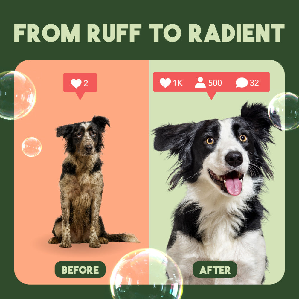 TropiClean Sweet Mandarin High Concentrate Shampoo for Pets, 1 gal