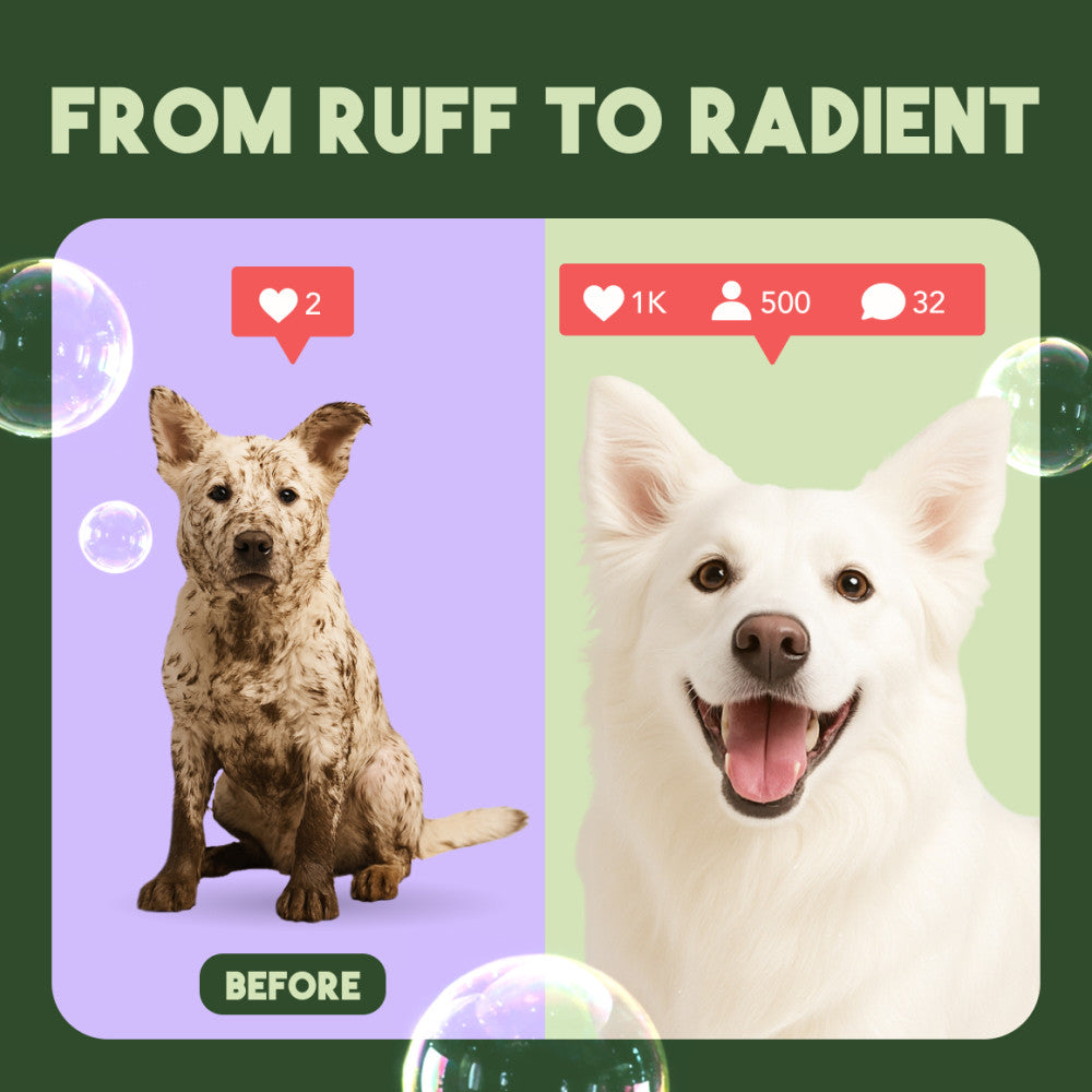 TropiClean Awapuhi & Coconut Whitening Shampoo for Pets, 1 gal