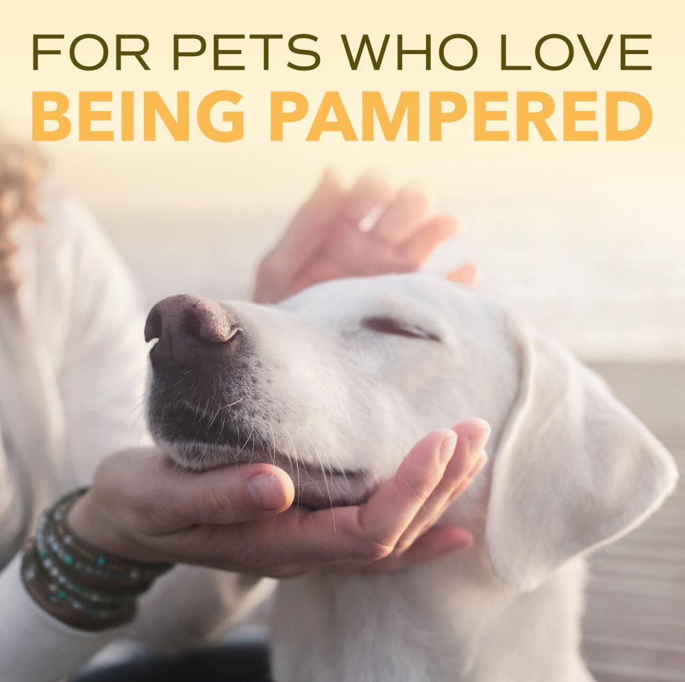 SPA by TropiClean Lavish Nourish Conditioner for Pets, 1 gal