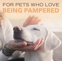 SPA by TropiClean Lavish Renew Shampoo for Pets, 1 gal