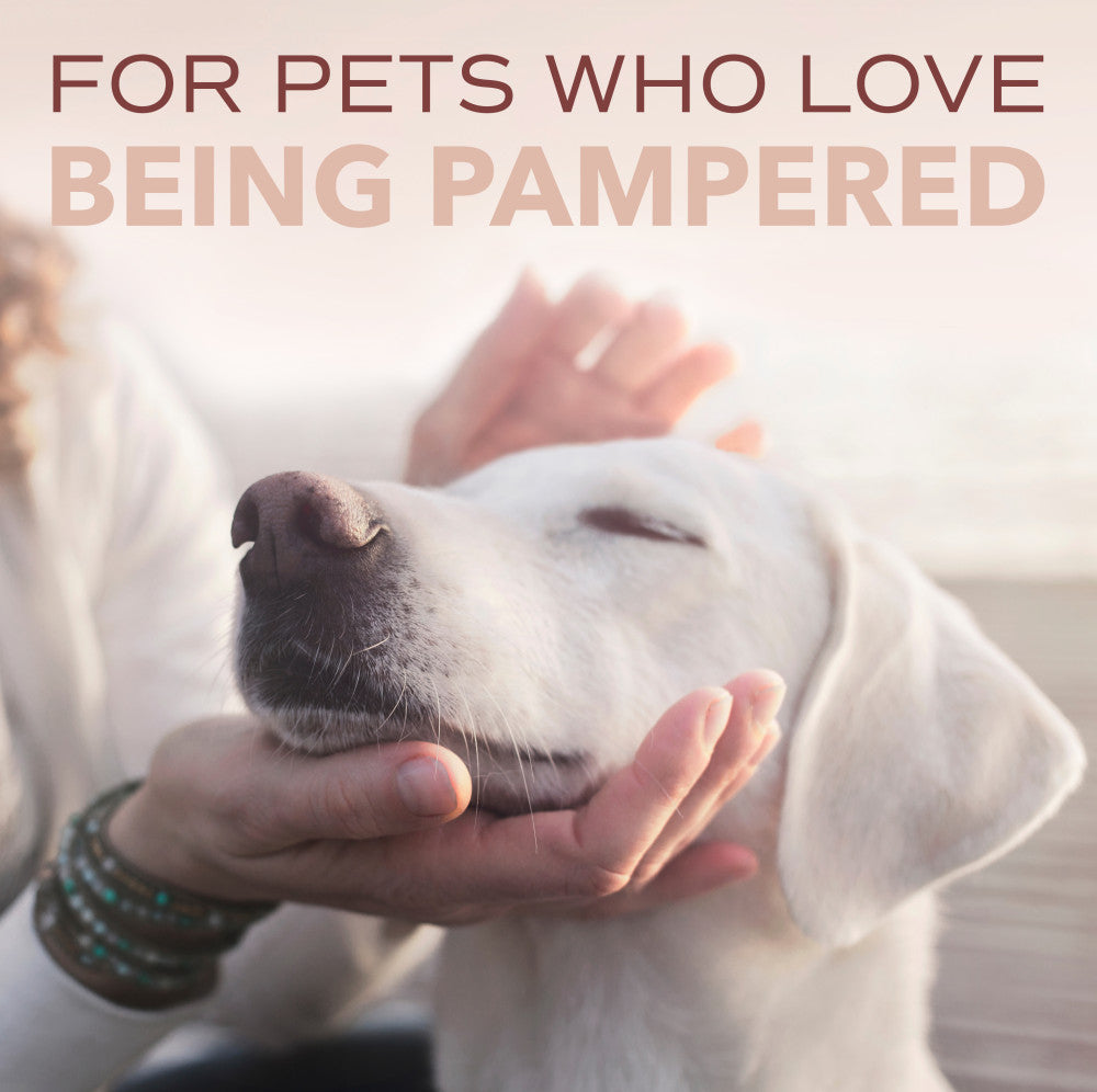 SPA by TropiClean Lavish For Him Shampoo for Pets, 16oz