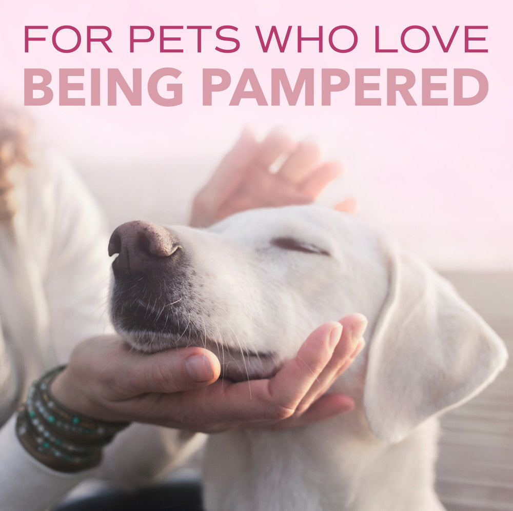 SPA by TropiClean Lavish Pure Shampoo for Pets, 1 gal